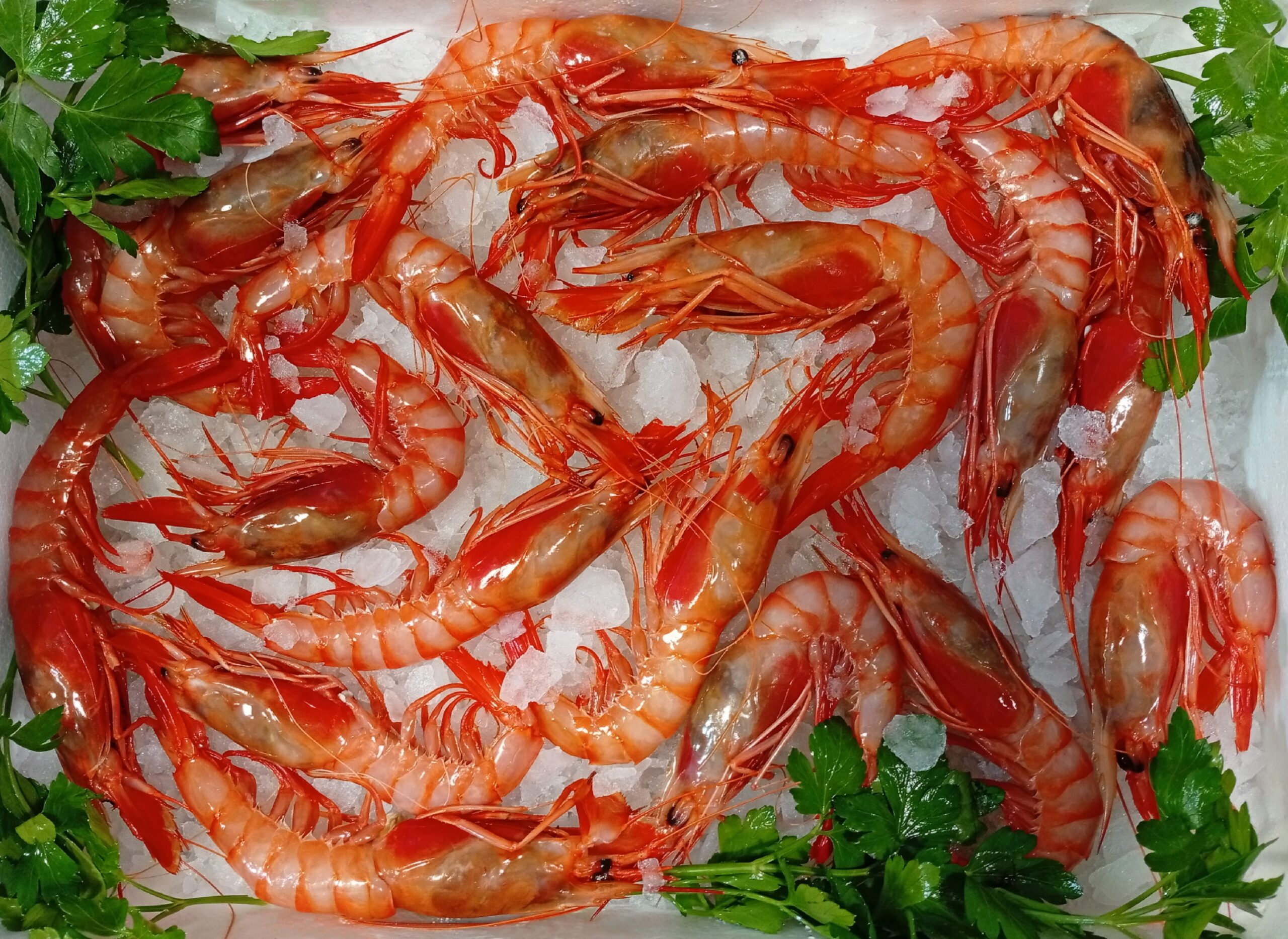 (Pack 4) GAMBA PALAMÓS ROSES OFERTA EXCLUSIVA (fresco) 59,90 €