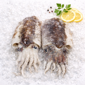 Sepia costa Rosas (fresco) 25,90 €/Kg